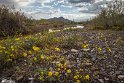 Farrokhi River Landscapes - Qaenat, Iran14