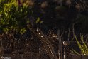 Moun280305-5