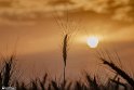 Drought_Resilience_-2