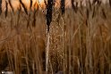 Drought_Resilience_-9