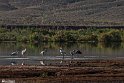 Silent Wetland  11