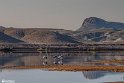 Silent Wetland  30