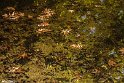 Vorazgh030605-27