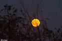 moon-10