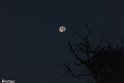 moonp-11