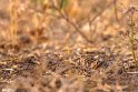 Sangnavardi-36