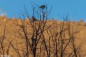 CHodan (15)