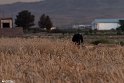 Qayen-7