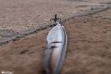 Afriz-16