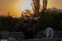 Mahyar-20