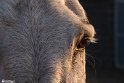 Mahyar-30