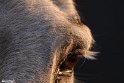 Mahyar-31