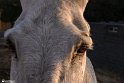 Mahyar-33