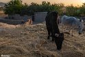 Mahyar3-9