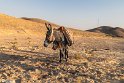 khor-25