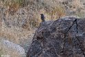 Moun280305-11