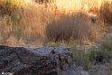Moun280305-13