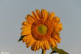 AAftabGarDDan (26)