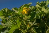 Aftabgardan-14
