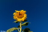Aftabgardan-2