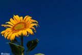 Aftabgardan-7