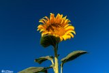Aftabgardan-8