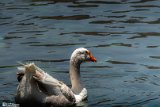 Cheshmehali (21)