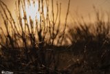 Dagh-Esfened-26