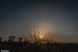 Dagh-Esfened-28