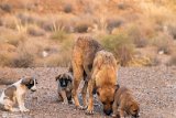 DoGMount (1)