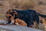 DoGMount (10)