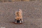 DoGMount (11)