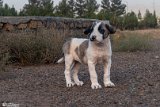 DoGMount (12)