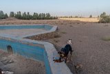 DoGMount (13)