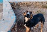 DoGMount (4)