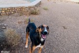 DoGMount (5)