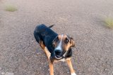 DoGMount (6)