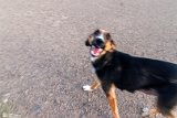 DoGMount (7)