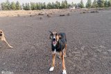DoGMount (8)