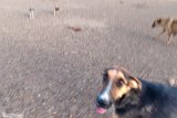 DoGMount (9)