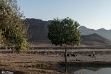Ghasab-11