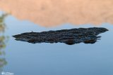 VorazG (22)