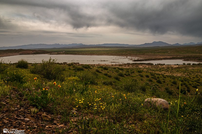 farrokhi-dam-eastern-iran-wild-poppies1
