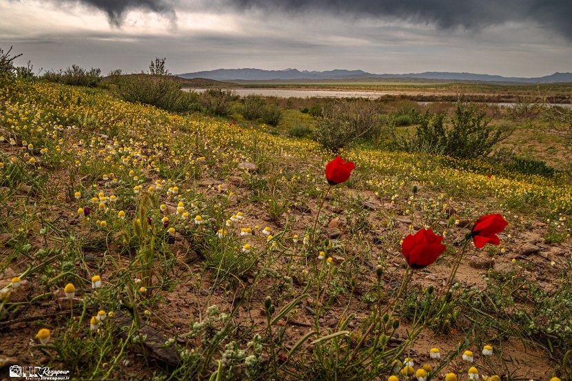 farrokhi-dam-eastern-iran-wild-poppies10