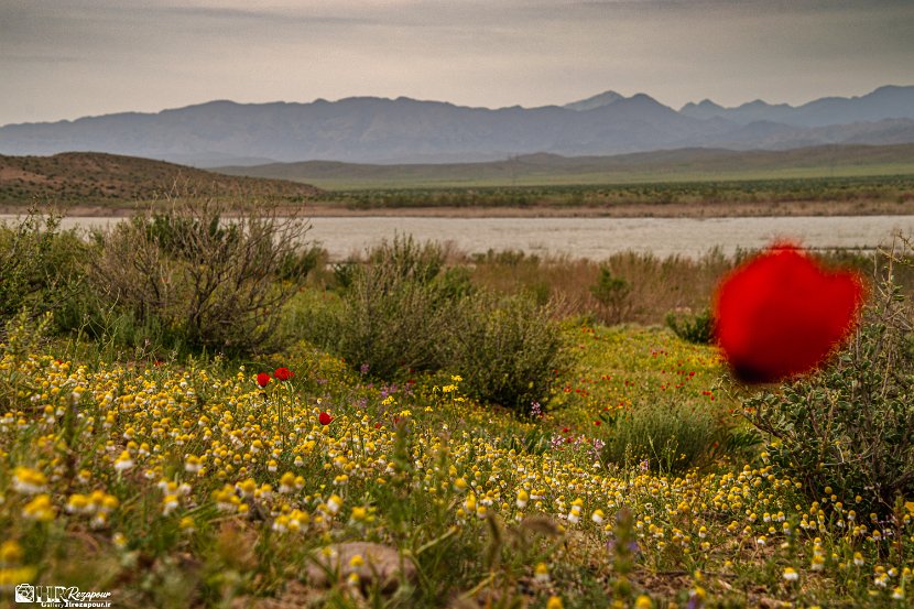 farrokhi-dam-eastern-iran-wild-poppies11