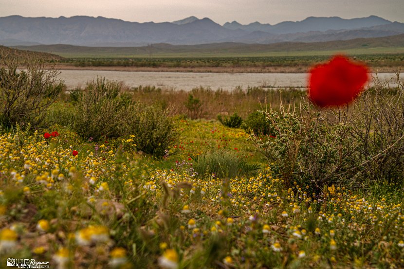 farrokhi-dam-eastern-iran-wild-poppies12