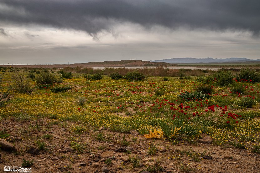 farrokhi-dam-eastern-iran-wild-poppies13