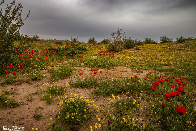 farrokhi-dam-eastern-iran-wild-poppies14