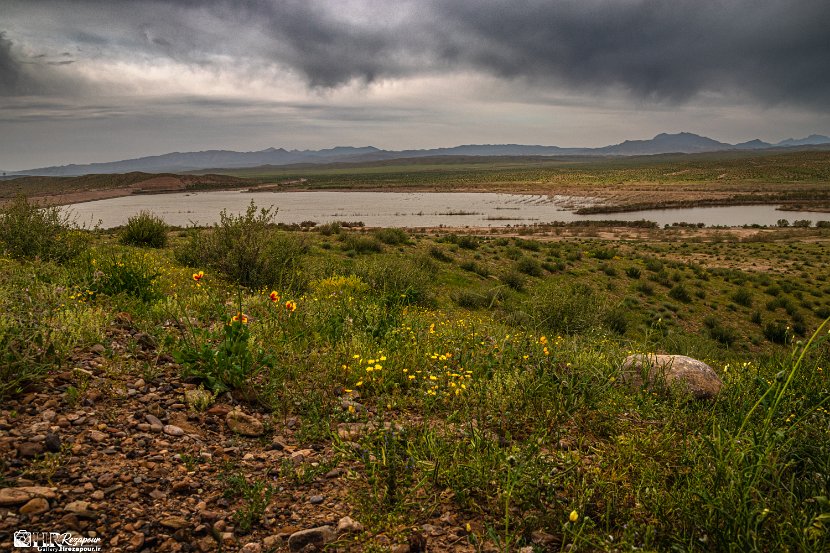 farrokhi-dam-eastern-iran-wild-poppies2