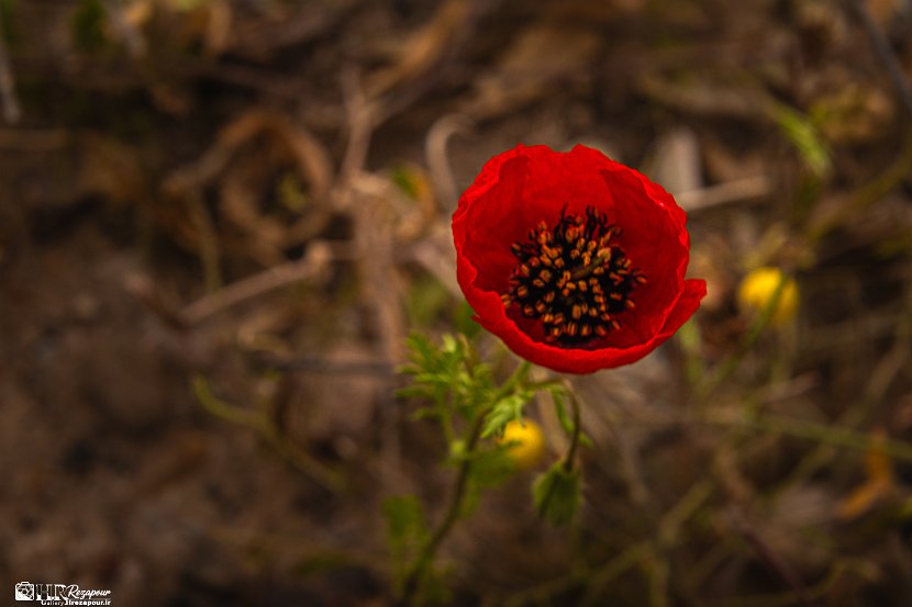farrokhi-dam-eastern-iran-wild-poppies20